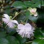 Luma apiculata 10 seeds ARRAYAN White Chilean Myrtle SPICE Hard-To-Find Ugni Kin