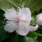 Luma apiculata 10 seeds ARRAYAN White Chilean Myrtle SPICE Hard-To-Find Ugni Kin
