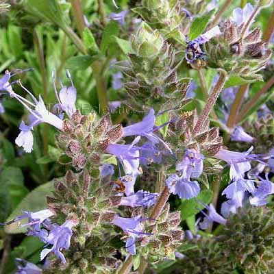 Salvia mellifera x sonomensis 'Dara's Choice' 11 seeds BLUE CREEPING CA ...