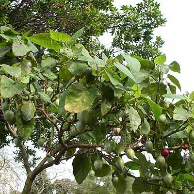 Cyphomandra/Solanum betacea 20 seeds TREE TOMATO Tamarillo EXOTIC Red ...