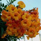 Tecoma alata/stans 'Orange Jubilee' 20 seeds TRUMPET BUSH Esperanza Z7 BELLS Star EXOTIC ARGENTINE