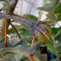 Solanum pyracanthum 20 seeds RARE WICKED & MEAN Easy Porcupine Tomato EEKS! SALE