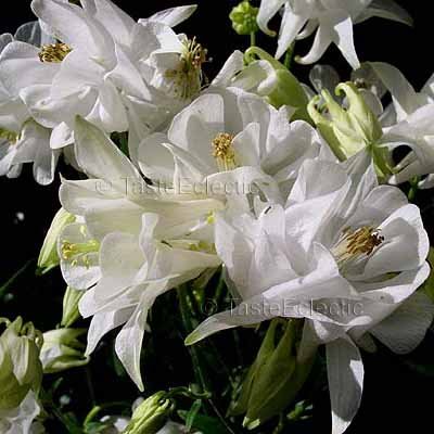 Aquilegia vulgaris 'Spring Magic White' 25 seeds DWARF EARLY COLUMBINE ...