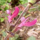 Salvia hierosolymitana 7 seeds V RARE Red-White Jerusalem Sage SHOWY