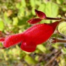 Salvia univerticillata 6 seeds CHERRY RED CHIAPAS SAGE Hard-To-Find