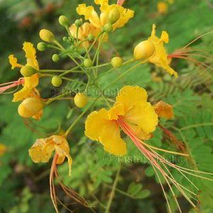 Caesalpinia Yellow Red Stamens 5 Seeds Dwarf Poinciana Pride Of Barbados Peacock Flower Exotic