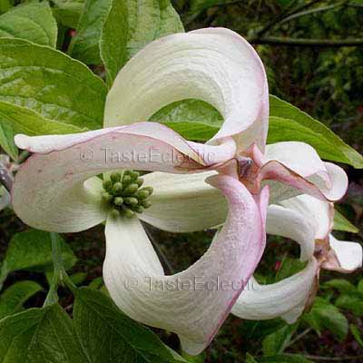 Cornus floriada ssp urbiniana 2 seeds V V RARE White Magic Dogwood Tree
