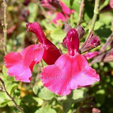Salvia Microphylla 10 Seeds Magenta Pink Baby Currant Sage Easy Shade Z7