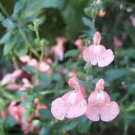 Salvia jamensis 'Dyson Orangey Pink' 8 seeds AUTUMN SAGE Hummingbirds Exclusive