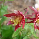 Aquilegia x hybrida 'Origami Red & White' 30 seeds COMPACT LONG BLOOM COLUMBINE Bicolor