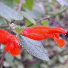 Salvia disjuncta 7 seeds SOUTHERN MEXICAN SAGE Hard-To-Find
