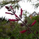 Salvia 'Unknown' 5 seeds karwinskii x involucrata ? RARE SET Sage