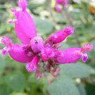 Salvia puberula 7 seeds HAIRY ROSELEAF SAGE