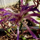 CRYSTAL VARIEGATED Willow-Dianthus Lilac Demono Mutant Japanese Morning Glory 16 seeds V RARE