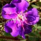 Tibouchina heteromalla 25 seeds VELVETY PURPLE PRINCESS FLOWER Glory Bush V HARD2FIND