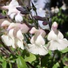 Salvia x jamensis Heatwave Glimmer 10 seeds CREAM MOUNTAIN SAGE *New Z7 COMPACT Hot Dry DARK CALYX