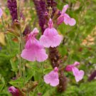 Salvia 'Playa Rosa' 10 seeds AUTUMN SAGE Easy Grow HEAT Z7