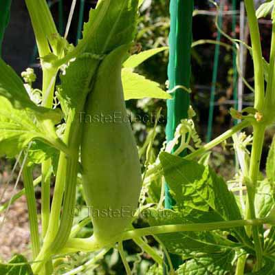 Cyclanthera pedata 10 seeds STUFFED CUCUMBER Caigua HEIRLOOM Rare