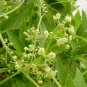 Cyclanthera pedata 10 seeds STUFFED CUCUMBER Caigua HEIRLOOM Rare ACOCHA Vine
