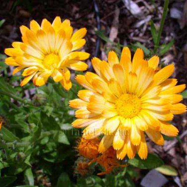 Pot Marigold Seeds