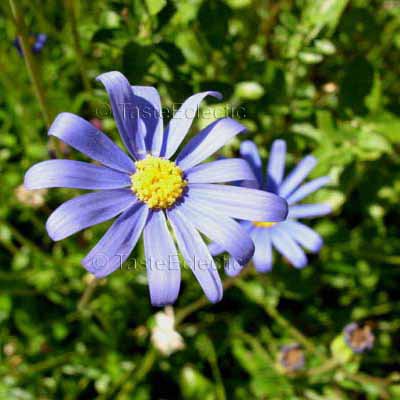 Felicia amelloides 'Tight & Tidy' 15 seeds BLUE MARGUERITE DAISY ...