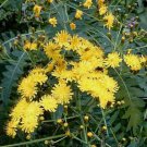 Sonchus palmensis 12 seeds LA PALMA CANARY ISLAND SOWTHISTLE Dandelion HARD-TO-FIND