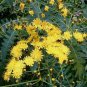 Sonchus palmensis 12 seeds LA PALMA CANARY ISLAND SOWTHISTLE Dandelion HARD-TO-FIND