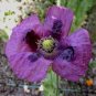 Papaver somniferum 'Hungarian Blue' 100+ seeds BREADSEED POPPY Baking CREPE-LIKE Easy HEIRLOOM
