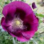 Papaver somniferum 'Lauren's Grape' 100+ seeds HEIRLOOM POPPY Deep Plum STUNNING Easy SATIN