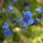 Cynoglossum amabile 'Firmament' 35 seeds CHINESE FORGET-ME-NOT Azure Blue AAS WINNER Easy Annual