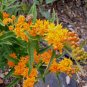 Asclepias tuberosa 25 seeds BUTTERFLYWEED Monarch PLEURISY ROOT PPA Plant Of The Year 2017 SALE