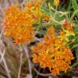 Asclepias tuberosa 25 seeds BUTTERFLYWEED Monarch PLEURISY ROOT PPA Plant Of The Year 2017 SALE