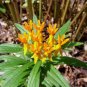 Asclepias tuberosa 25 seeds BUTTERFLYWEED Monarch PLEURISY ROOT PPA Plant Of The Year 2017 SALE