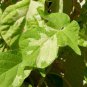 KEIRYU Blue Blizzard MOUNTAIN STREAM Japanese Morning Glory 10 seeds RARE Stripes STREAKS Vine SALE