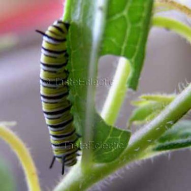 Asclepias tuberosa 25 seeds BUTTERFLYWEED Monarch PLEURISY ROOT PPA Plant Of The Year 2017 SALE