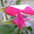 Salvia dorisiana 5 seeds FRUIT SCENTED PEACH SAGE Fun Rare EDIBLE PINK BLOOMS