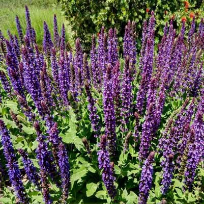 Salvia Nemorosa May Night Seeds Compact Award Winning Hardy Z