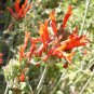 Dicliptera suberecta 5 seeds URUGUAY FIRECRACKER HUMMINGBIRD PLANT V Hard-To-Find HEAT DROUGHT