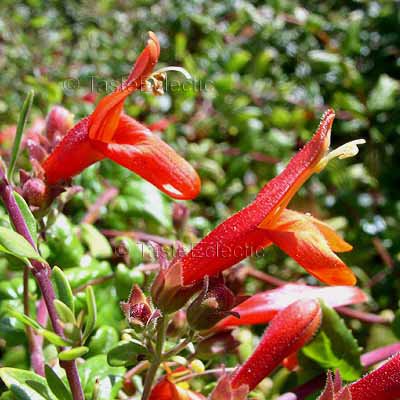 Keckiella/Penstemon cordifolia 25 seeds HEART-LEAF PENSTEMON Honeysuckle HUMMINGBIRDS CA Native