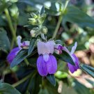 Collinsia heterophylla 35 seeds PURPLE CHINESE HOUSES Compact Easy CA NATIVE Shade Wildflower