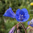 Phacelia campanularia 35 seeds DESERT BLUEBELLS Compact Easy NATIVE Early Wildflower