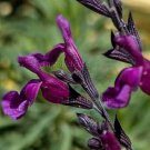 Salvia x jamensis 'VIBE Ignition Purple' 5 seeds COMPACT Z7 Autum Sag *New* Hot Dry