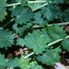 Sanguisorba minor 35 seeds SALAD BURNET Unusual Herb CUCUMBER FLAVOR ALL WINTER Z4
