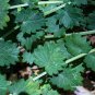 Sanguisorba minor 35 seeds SALAD BURNET Unusual Herb CUCUMBER FLAVOR ALL WINTER Z4