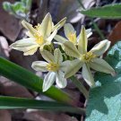 Triteleia ixioides 15 seeds PRETTY FACE Golden Brodiaea Star WILDFLOWER Native EZ Z5