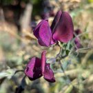 Lathyrus odoratus 'Royal Maroon' 15 seeds SWEET PERFUME PEA Cut Flower HEAT RESISTANT