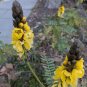 Senna didymobotrya 5 seeds AFRICAN POPCORN CASSIA Candelabra Tree PEANUT BUTTER Unusual Tropical