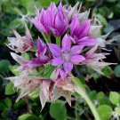 Allium unifolium 18 seeds CA NATIVE One Leaf Onion HARD-TO-FIND Hardy Z5 EASY SALE