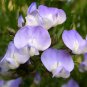 Psoralea pinnata 10 seeds KOOL-AID SHRUB PEA African Blue Bloom Fountain DALLY PINE Fun Gorgeous