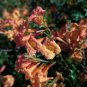 Tecoma 'Reddish Semi-Dwarf' 10 seeds TRUMPET BUSH Esperanza Z7 BELLS Star EXOTIC ARGENTINE